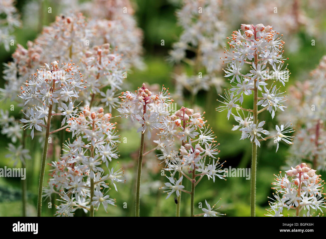 Heartleaved / Mousse d'Allegheny Foamflower Tiarella cordifolia (fleurs), originaire d'Amérique du Nord, Etats-Unis Banque D'Images