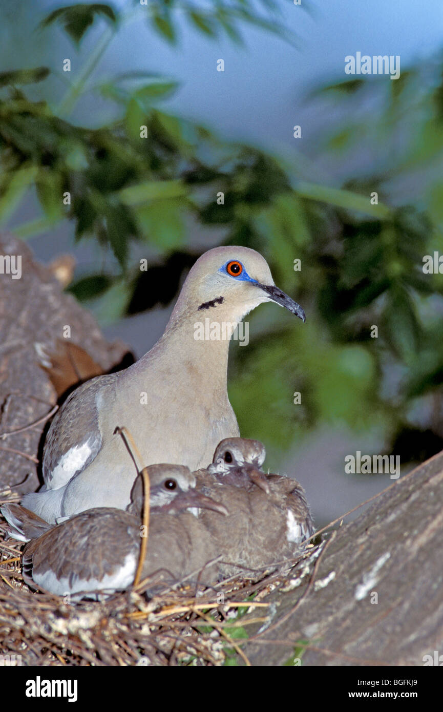 Colombe et les jeunes adultes dans leur nid. Banque D'Images