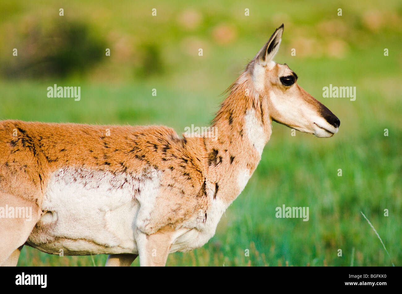 Une femme l'antilope d'Amérique. Custer State Park, dans le Dakota du Sud. Banque D'Images