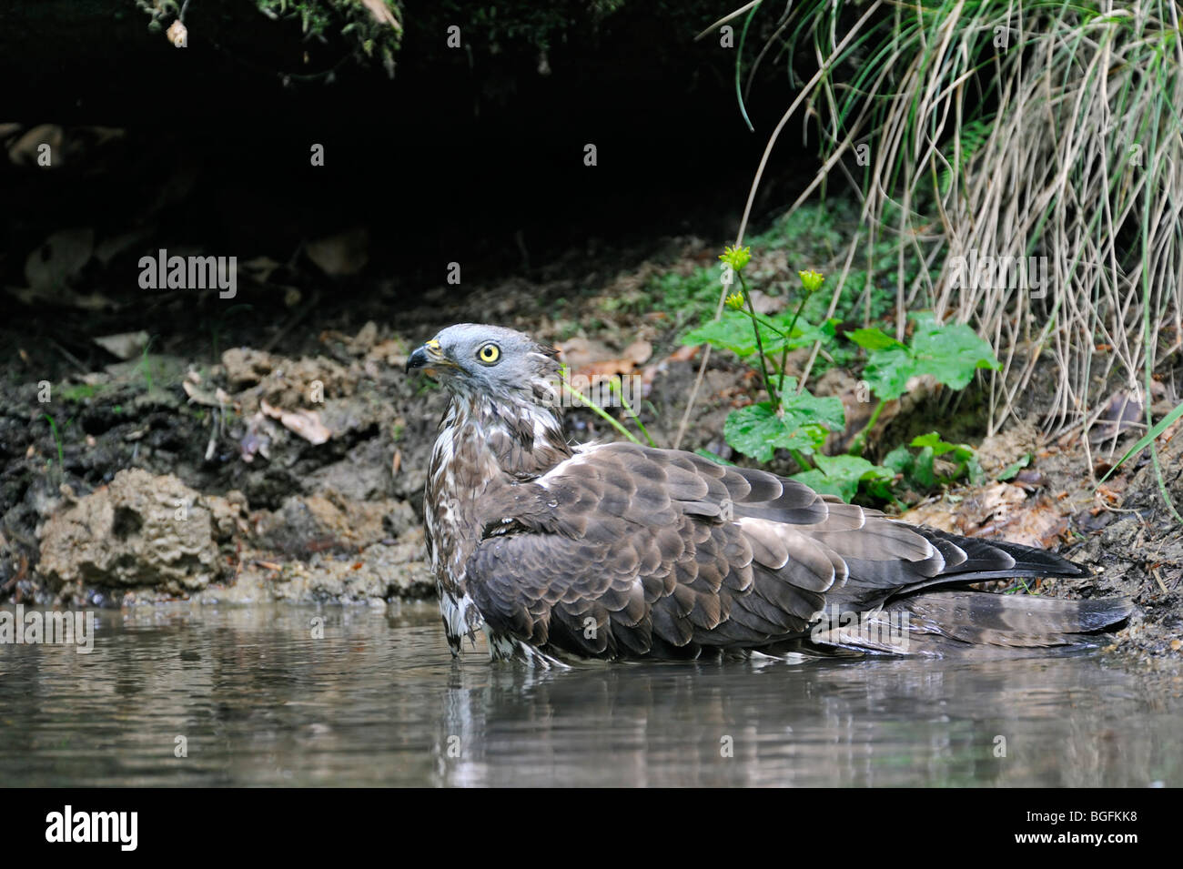 Buzzard Pernis apivorus (miel) dans l'eau d'étang de baignade Banque D'Images