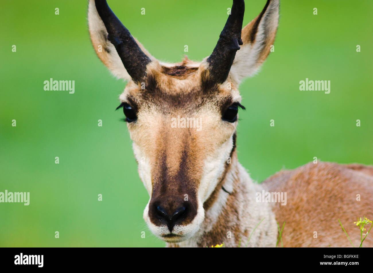Une femme l'antilope d'Amérique. Custer State Park, dans le Dakota du Sud. Banque D'Images