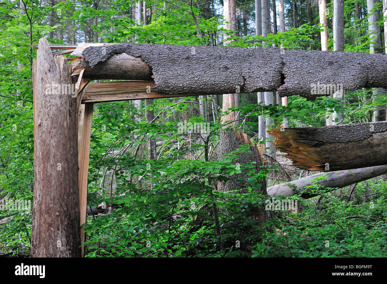 Les troncs d'arbres brisés, les dégâts causés par les tempêtes en forêt après le passage des ouragans, forêt de Bavière, Allemagne Banque D'Images