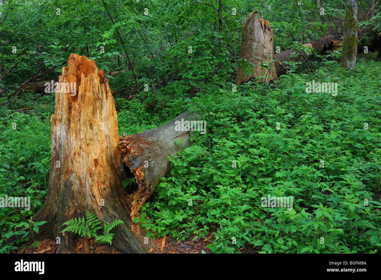 Les troncs d'arbres brisés, les dégâts causés par les tempêtes en forêt après le passage des ouragans, forêt de Bavière, Allemagne Banque D'Images