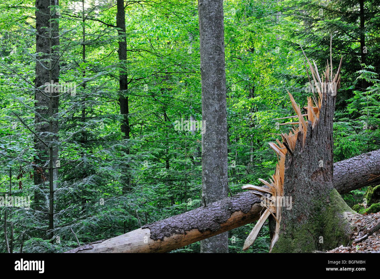 Les troncs d'arbres brisés, les dégâts causés par les tempêtes en forêt après le passage des ouragans, forêt de Bavière, Allemagne Banque D'Images