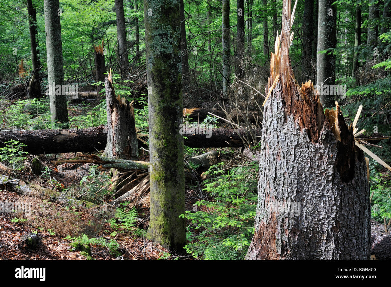 Les troncs d'arbres brisés, les dégâts causés par les tempêtes en forêt après le passage des ouragans, forêt de Bavière, Allemagne Banque D'Images