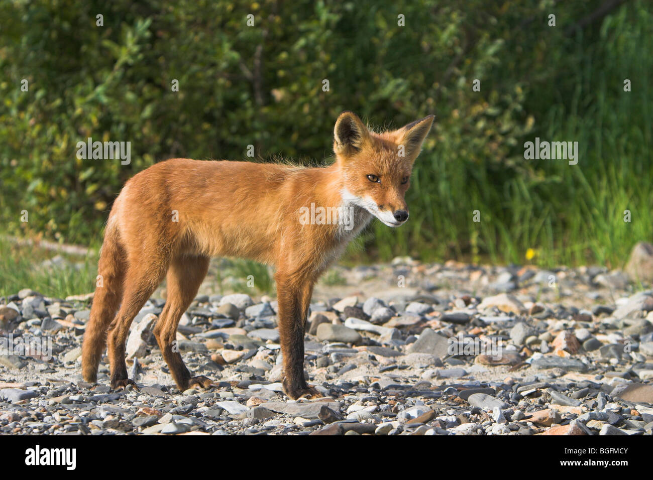 Le Renard roux Vulpes Vupes à shingle permanent banque à Hallo Bay, en Alaska, en septembre. Banque D'Images