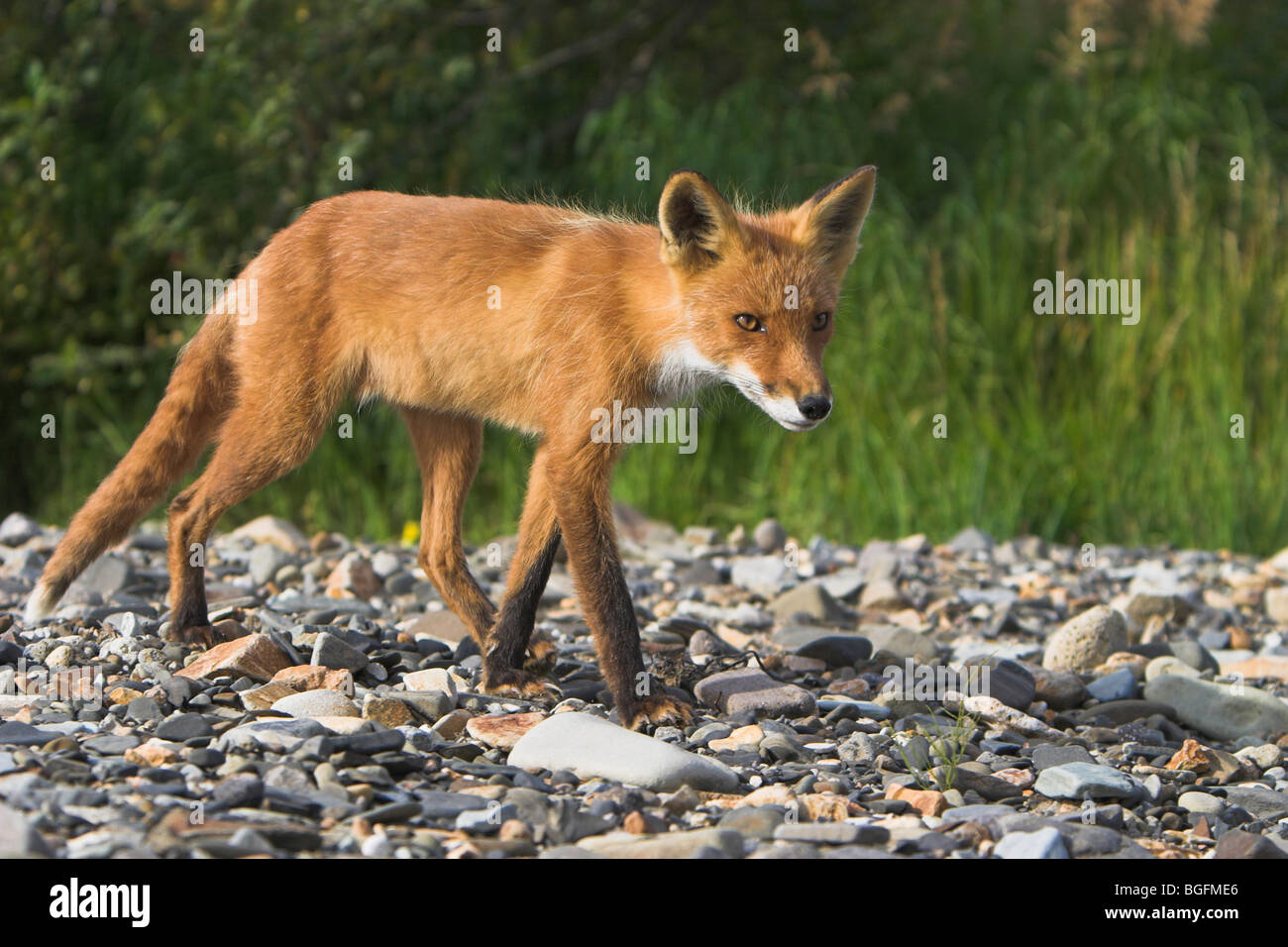 Le Renard roux Vulpes Vupes balade à shingle banque à Hallo Bay, en Alaska, en septembre. Banque D'Images