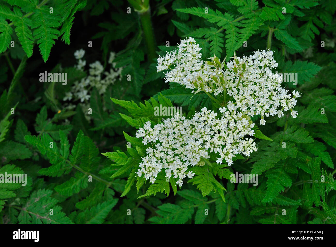 Sweet cicely en fleur (Myrrhis odorata) Banque D'Images