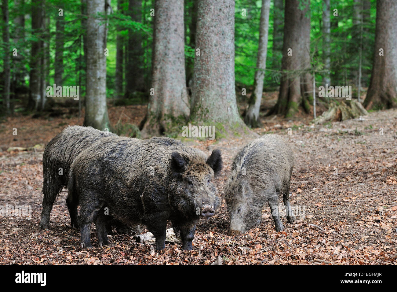 Le sanglier (Sus scrofa) une odeur de nourriture entre les feuilles dans les bois Banque D'Images