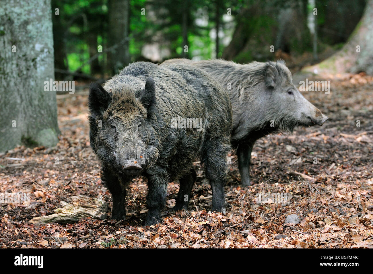 Portrait de deux sangliers (Sus scrofa) en forêt Banque D'Images