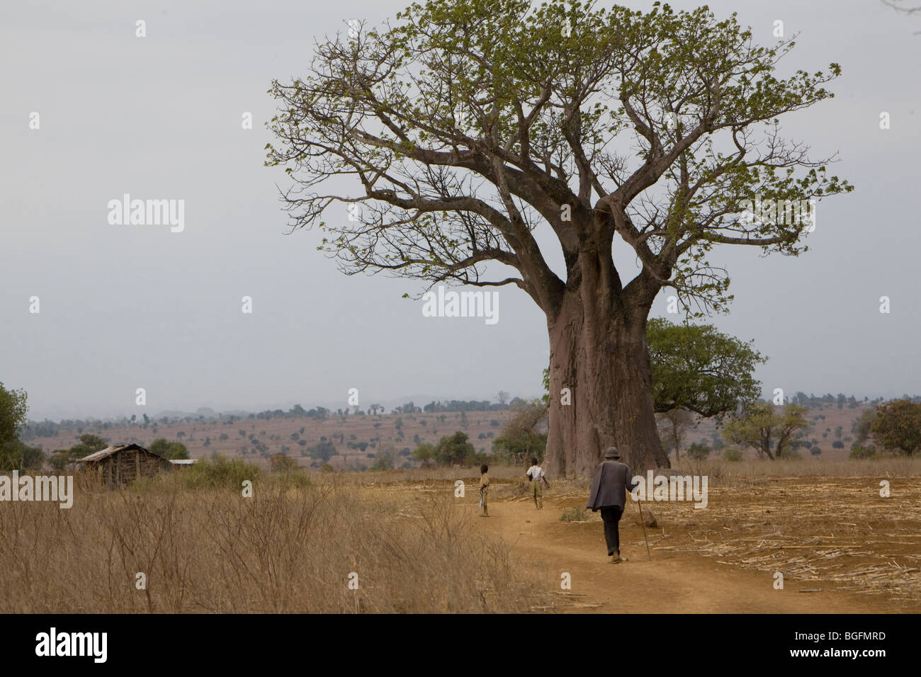 Baobab, Village Chekereni, Tanzanie, Afrique de l'Est Banque D'Images