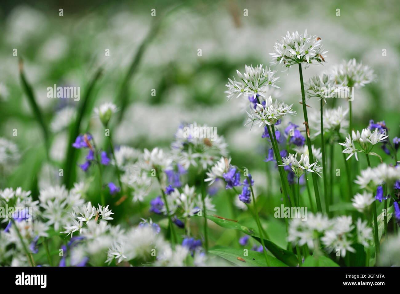 Ramsons / ail sauvage (Allium ursinum) et de jacinthes (Scilla non-scripta / nonscriptus Endymion) en fleur au printemps forêt, UK Banque D'Images