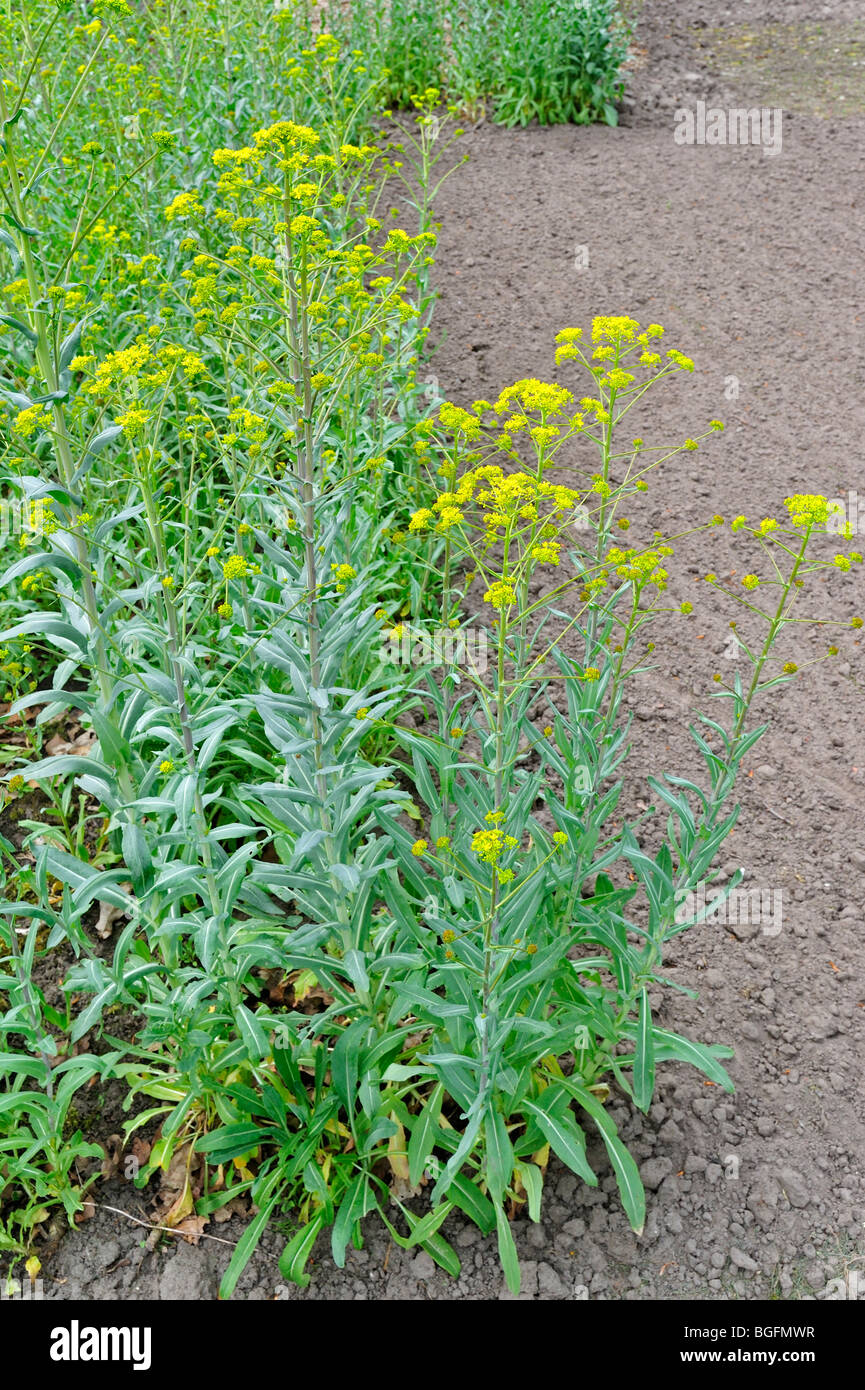 Pastel / Glastum (Isatis tinctoria) en fleurs Banque D'Images