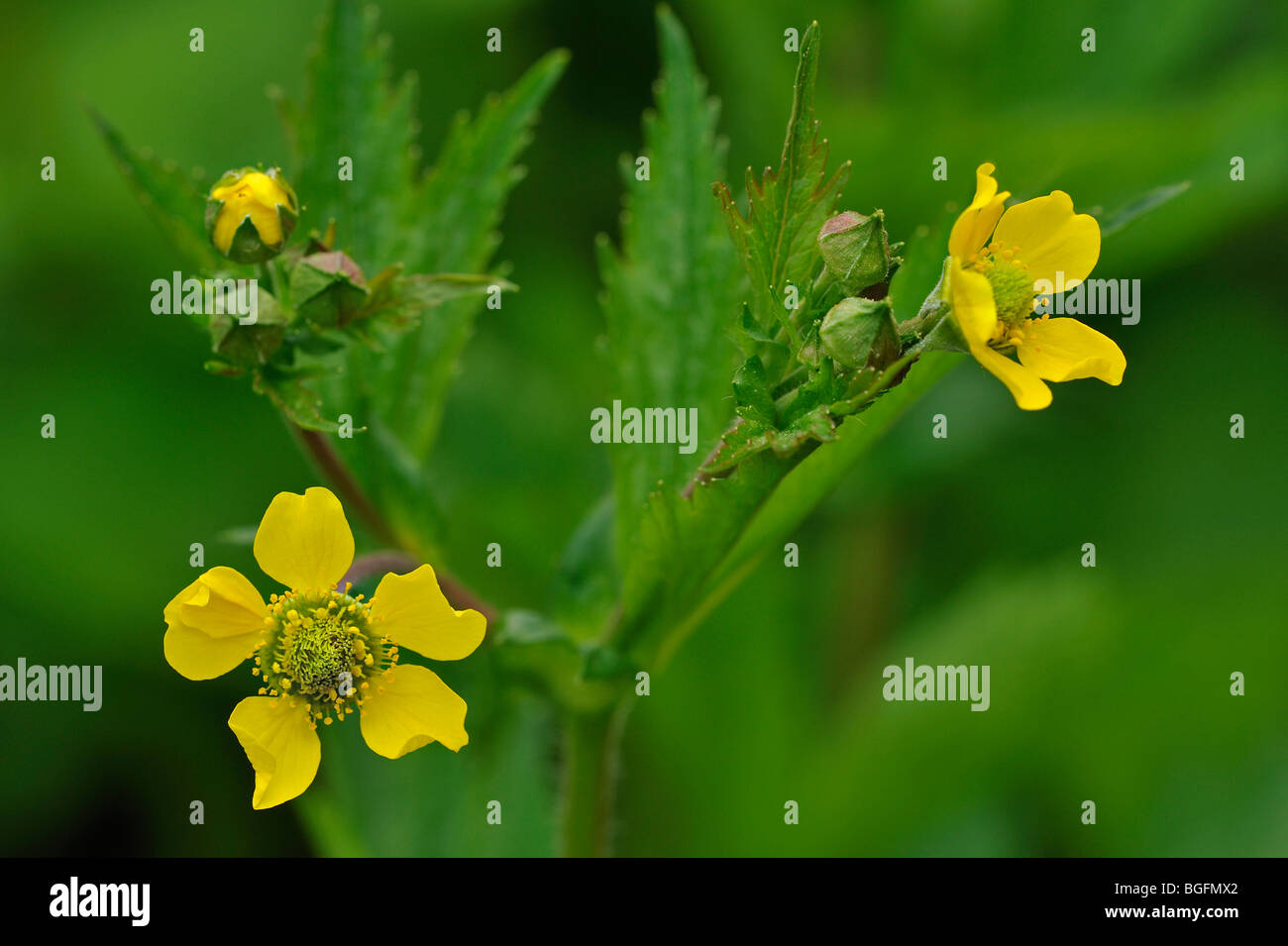 / Benoîte Herb Bennet / benoîte officinale (Geum urbanum) en fleurs Banque D'Images