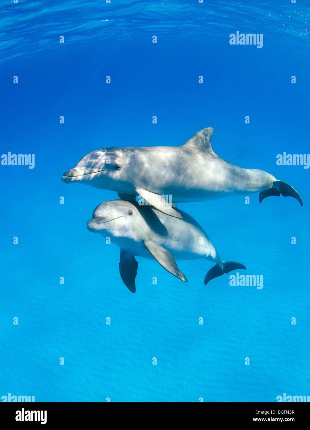 Trois Grand Dauphin Tursiops Truncatus Sous L Eau Dans Les Bahamas Avec Une Autre Zone De L Arriere Plan Photo Stock Alamy