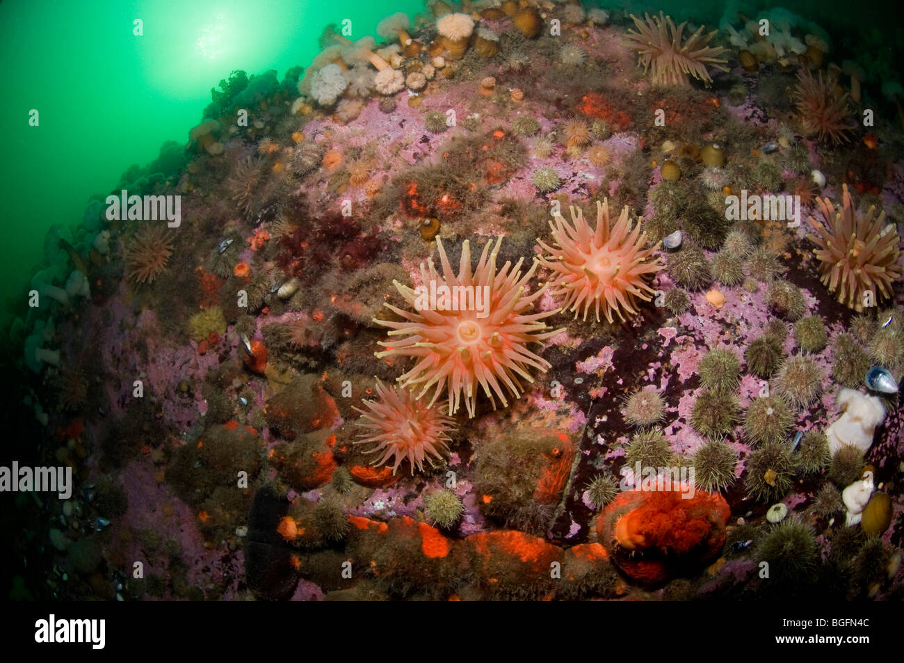 Anémone rouge du nord sous l'eau dans l'estuaire du Saint-Laurent au Canada Banque D'Images