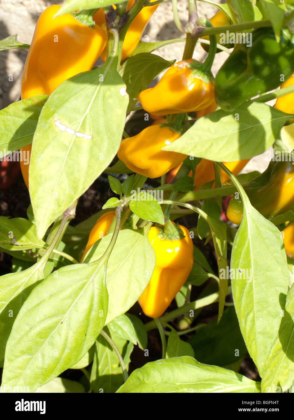 Poivron jaune plante dans les fruits Banque D'Images