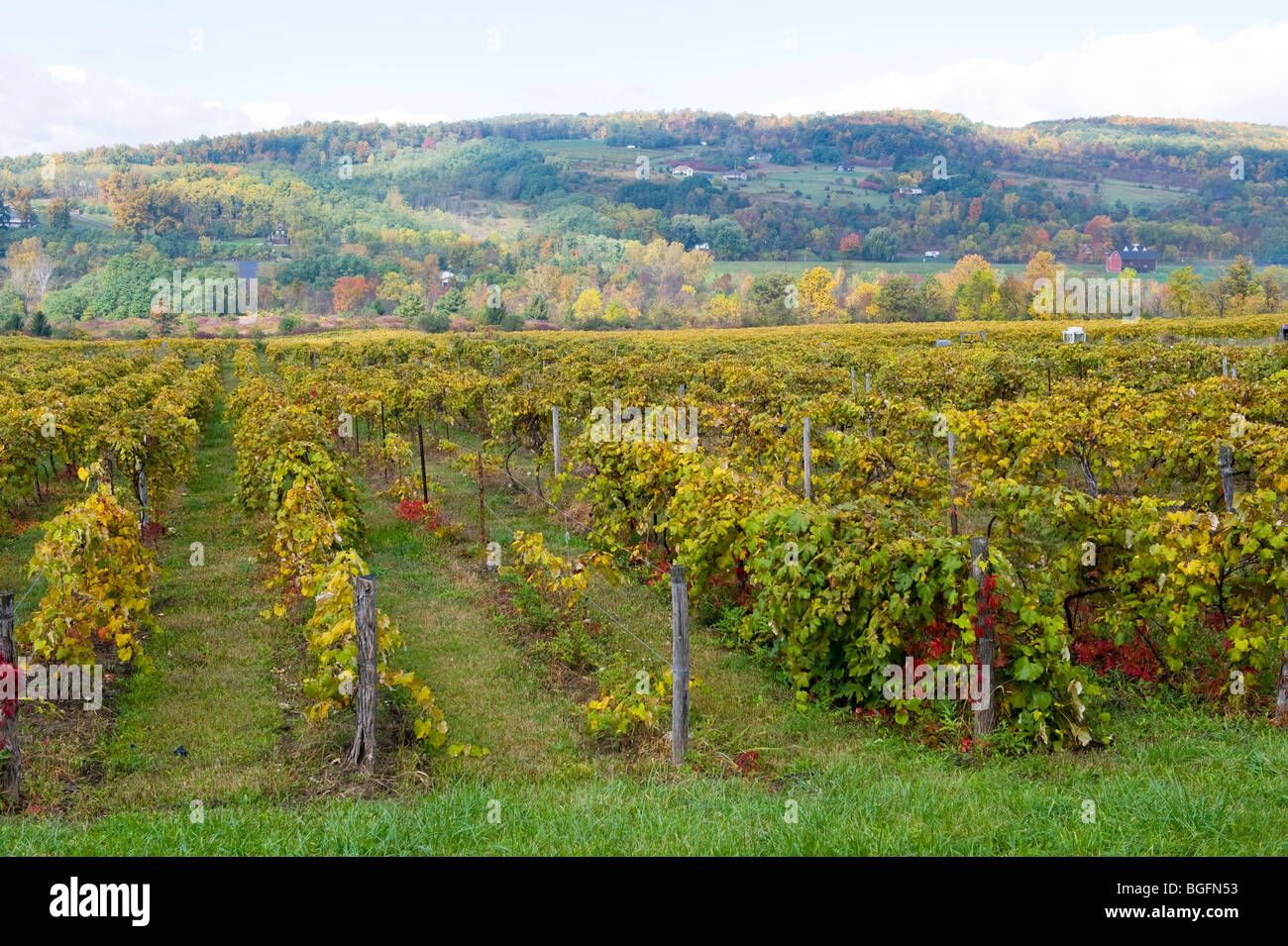 Vignobles Finger Lakes Region New York Winery Banque D'Images