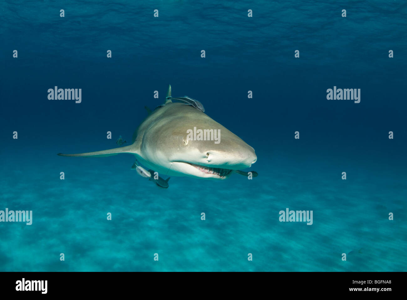 Un requin citron (Negaprion brevirostris) avec remora dans les eaux bleues de la Bahamas Banque D'Images