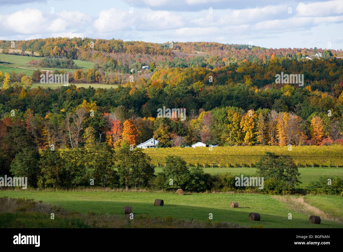 Couleurs d'automne Winery Vignes Finger Lakes Region New York Banque D'Images