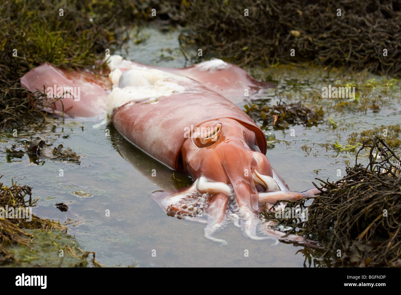 L'une des centaines de Humboldt calmars géants échoués à Port Hardy Bay l'île de Vancouver, Canada Octobre 2009 Banque D'Images