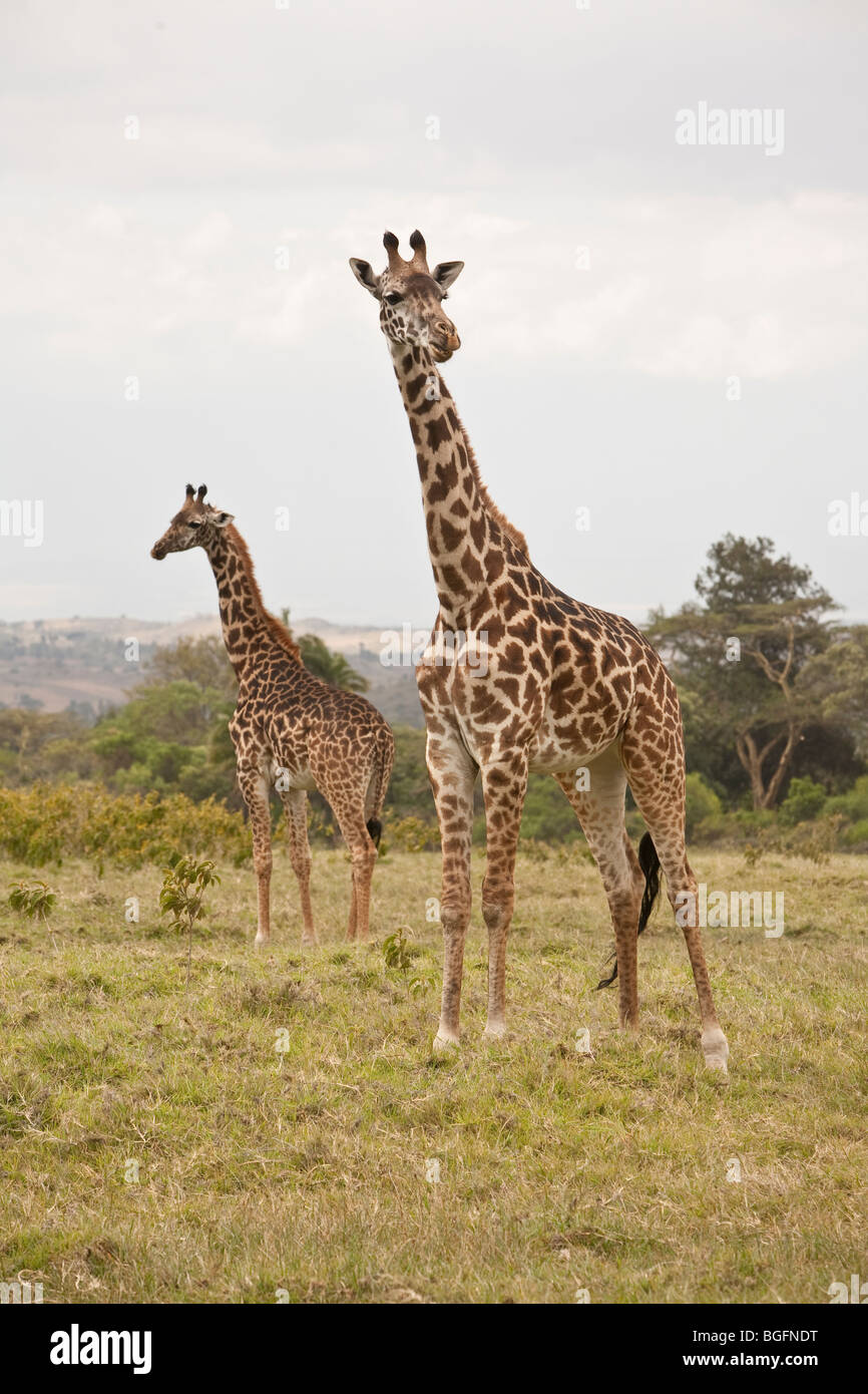 Deux girafes, Parc National d'Arusha, Tanzanie, Afrique de l'Est Banque D'Images