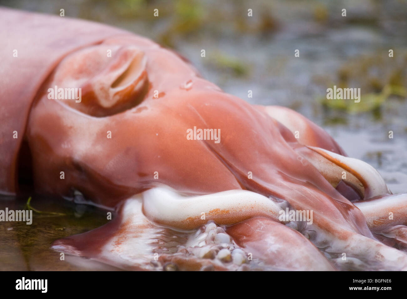 L'une des centaines de Humboldt calmars géants échoués à Port Hardy Bay l'île de Vancouver, Canada Octobre 2009 Banque D'Images