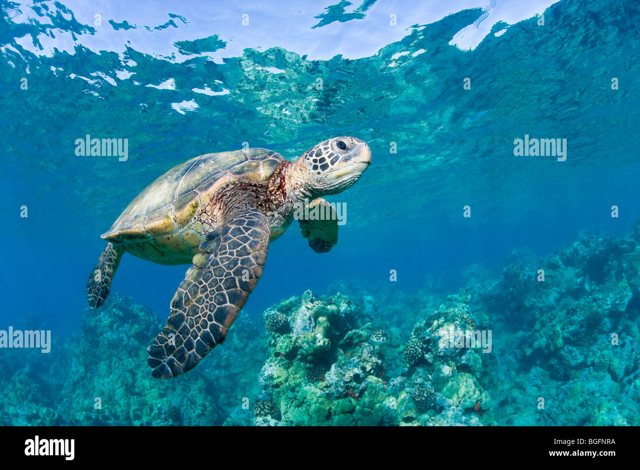 Tortue de mer verte Banque D'Images