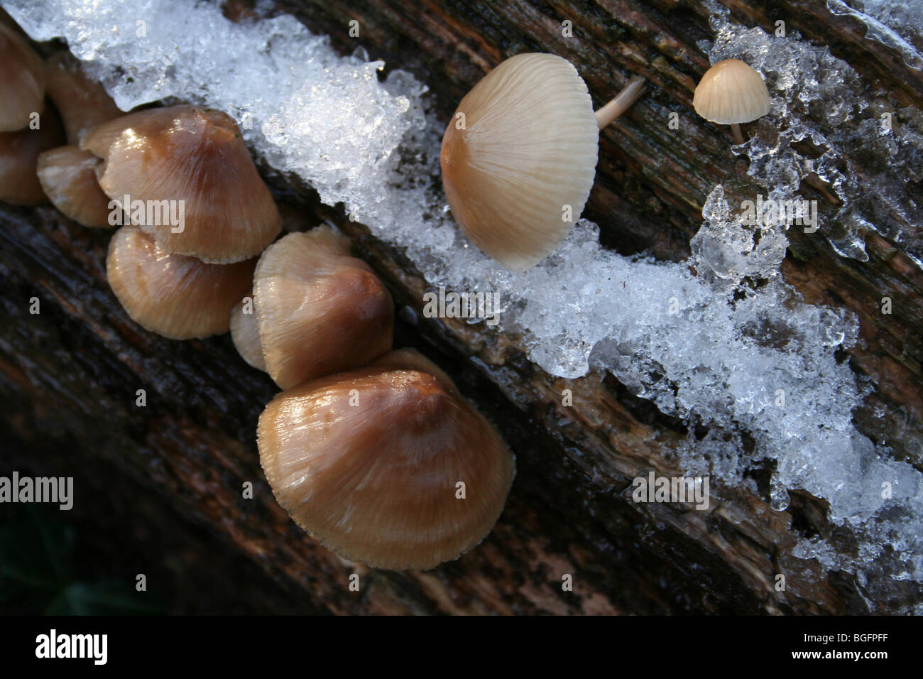 Coprinus Espèce des champignons sur des prises au journal de ferme Chambres Bois, Lincolnshire, Royaume-Uni Banque D'Images