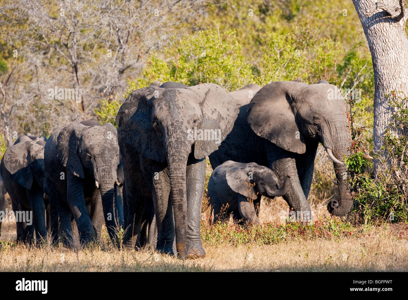 Troupeau d'éléphants marchant vers la caméra avec bébé protégé entre les grandes femelles adultes Banque D'Images