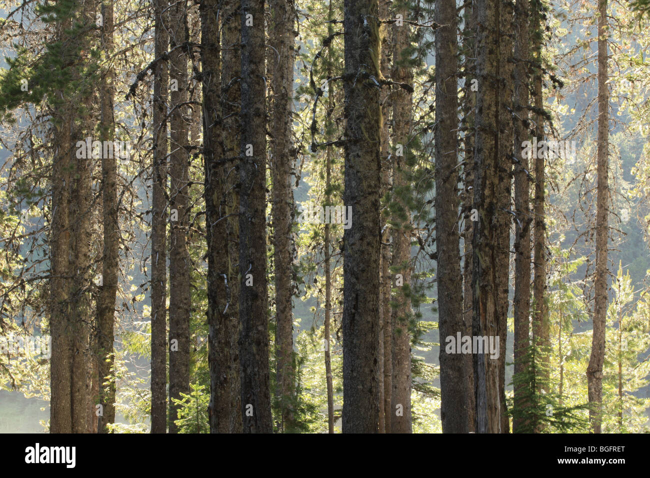 Mount Hood National Forest dans l'Oregon Banque D'Images