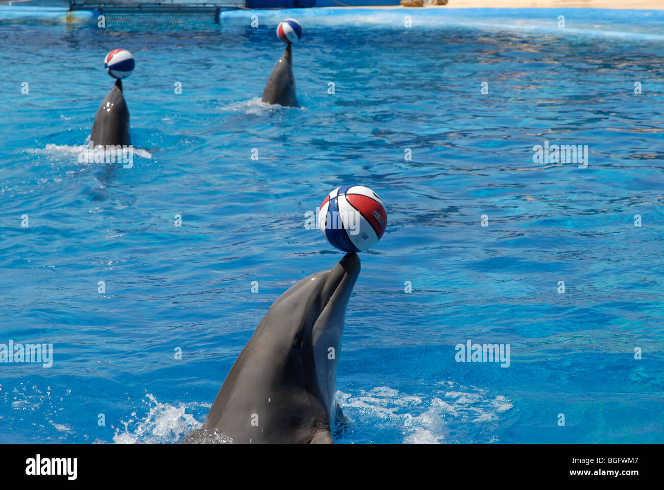 L'exécution de l'équilibrage des balles, des dauphins Dolphin Show, Mundomar, Benidorm, Alicante Province, Comunidad Valenciana, Espagne Banque D'Images