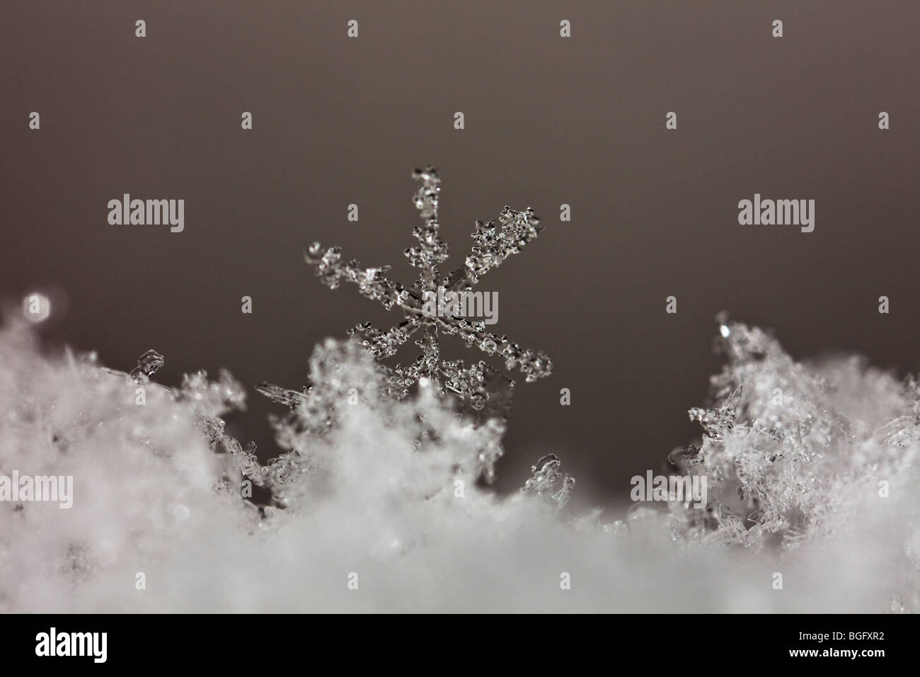 Flocon de neige Banque D'Images