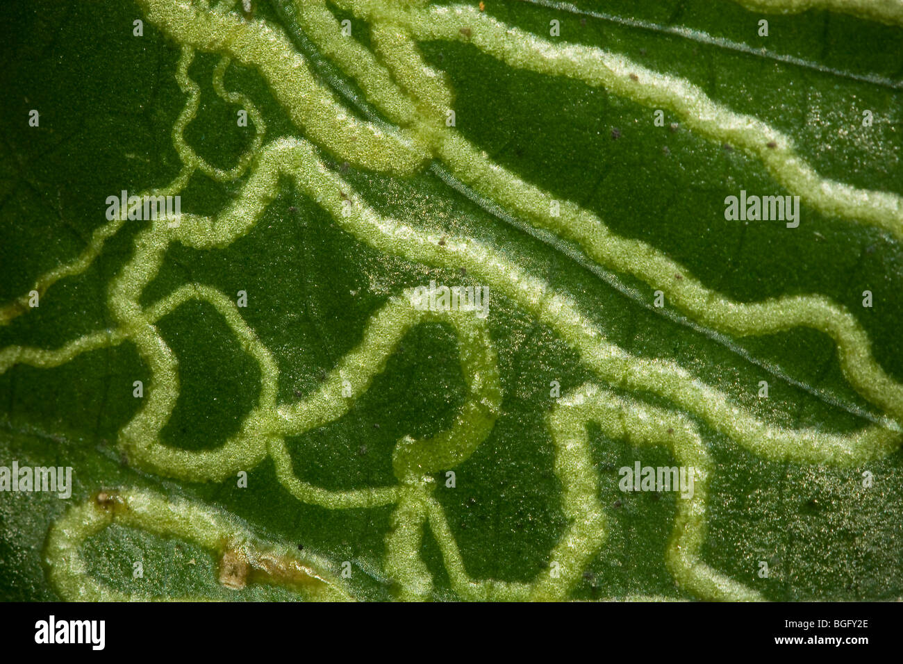 Feuille avec dommages mineuse des feuilles. Banque D'Images
