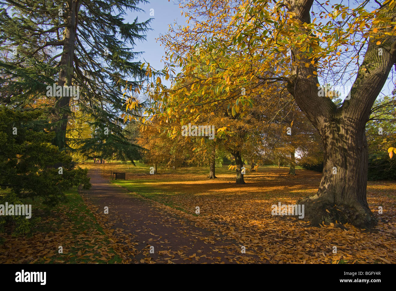 Couleurs d'automne, Édimbourg, Royal Botanic Gardens, Lothians, Ecosse, Octobre 2009 Banque D'Images