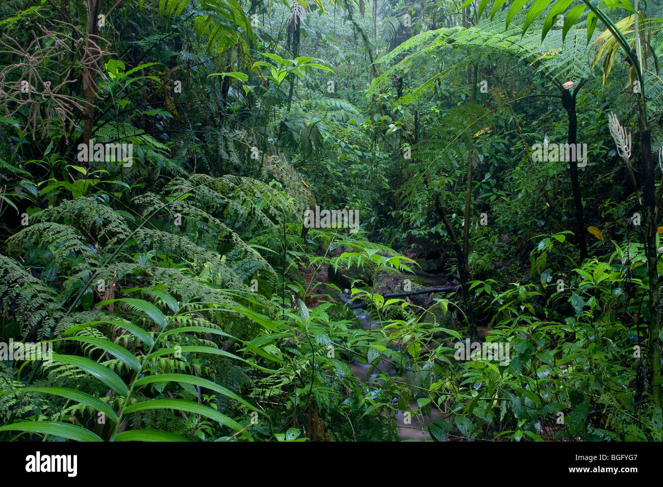 Une junglescape dans les forêts brumeuses de Monteverde, Costa Rica. Banque D'Images