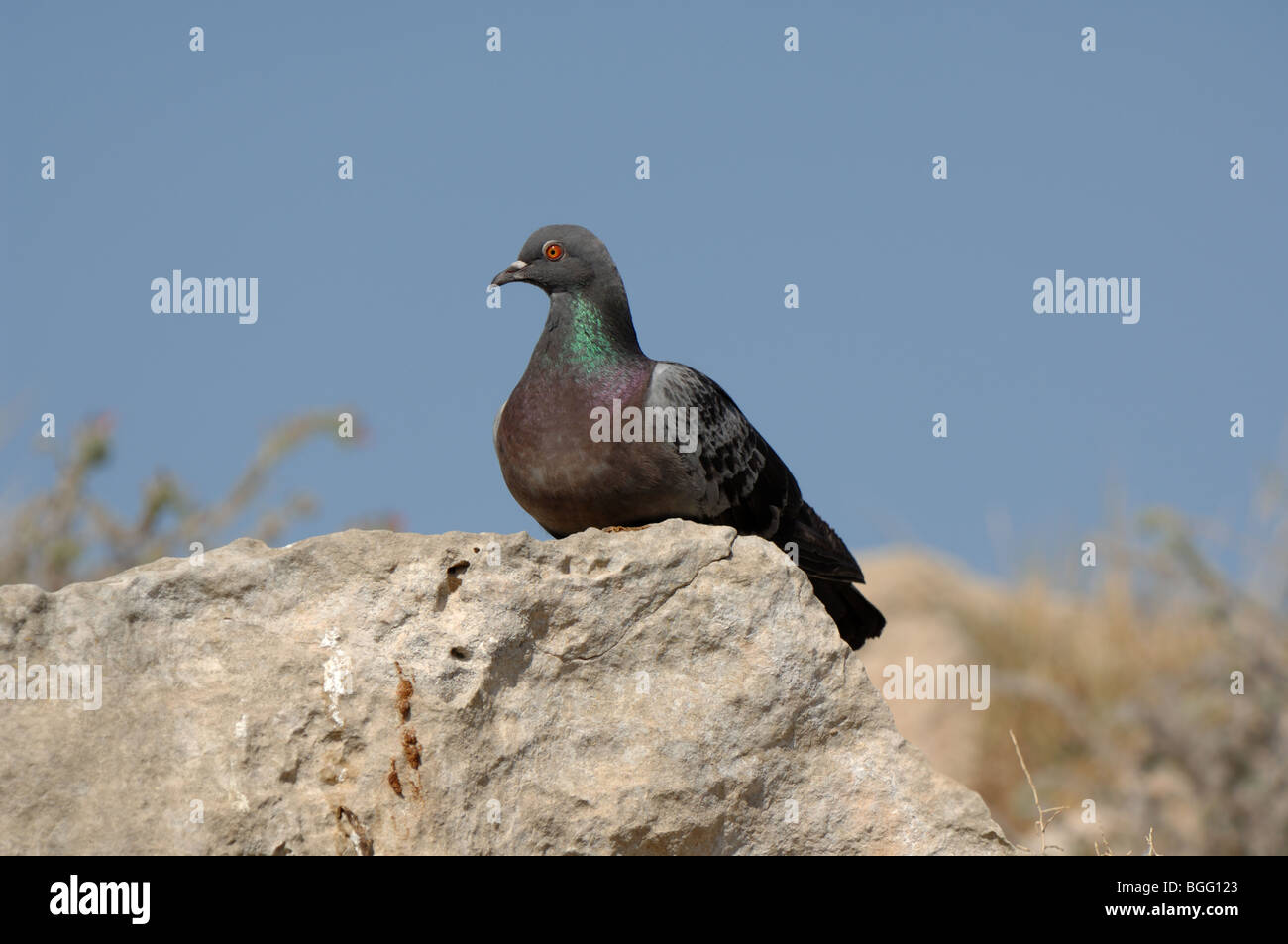 Le pigeon biset (Columba livia), sur un rocher, Paphos, Chypre Banque D'Images