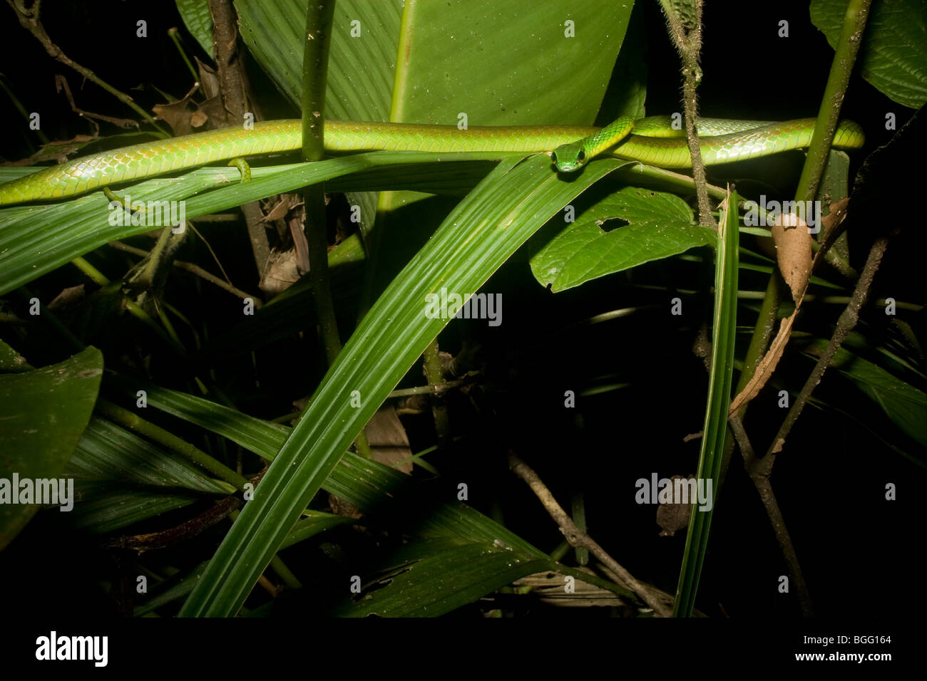 Composer's Parrot (serpent) depressirostris Leptophis in lowland rainforest néotropicale. Banque D'Images