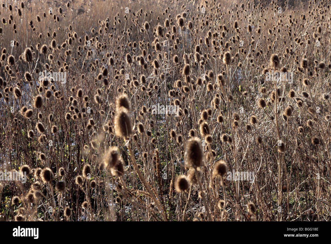 Chardons (Dipsacus fullonum) Banque D'Images