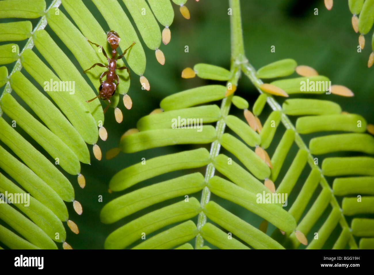 Fourmis Pseudomyrmex un porte sur la collecte d'organes Beltiens Acacia pour l'alimentation, un exemple classique de mutualisme. Banque D'Images