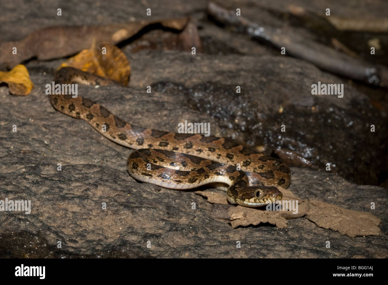 Cat-eyed snake bagués (Leptodeira annulata) chasser la nuit, photographié au Costa Rica. Banque D'Images