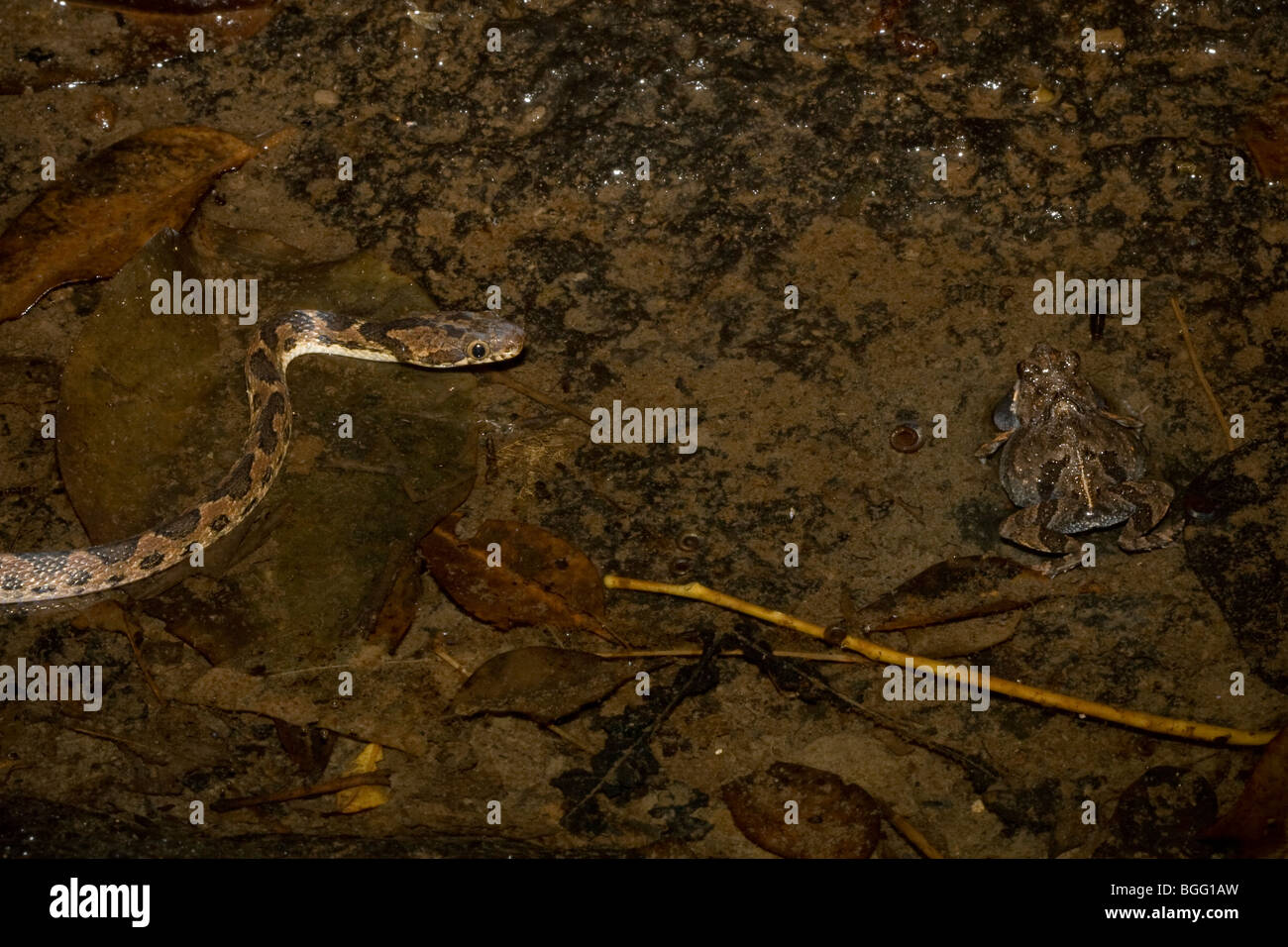 Cat-eyed snake bagués (Leptodeira annulata) - Une grenouille - spécialiste de la fermeture sur túngara Engystomops pustulosus grenouille (proies). Banque D'Images
