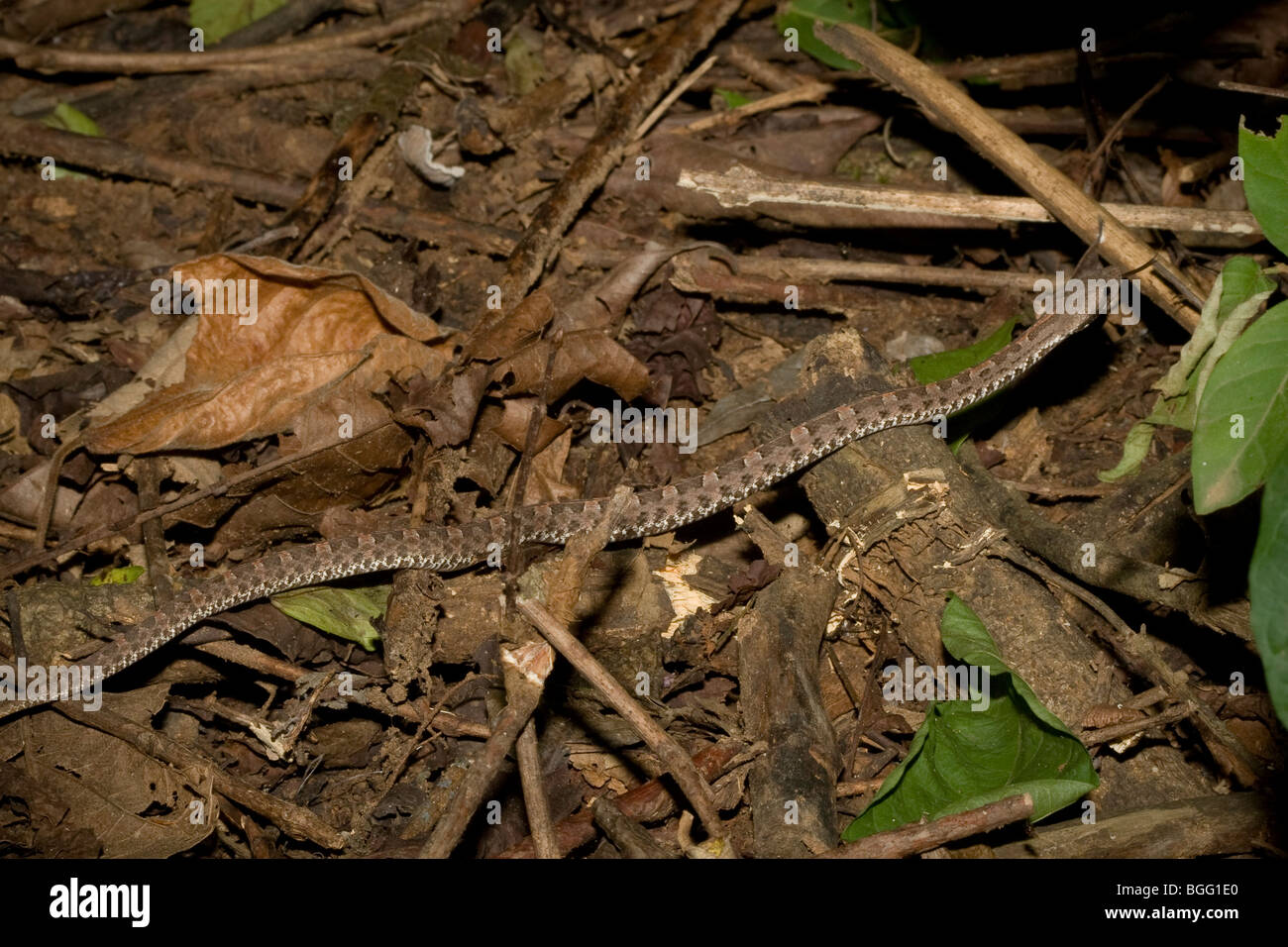 Hognosed pitviper mince (Porthidium ophryomegas), un serpent venemous. Banque D'Images