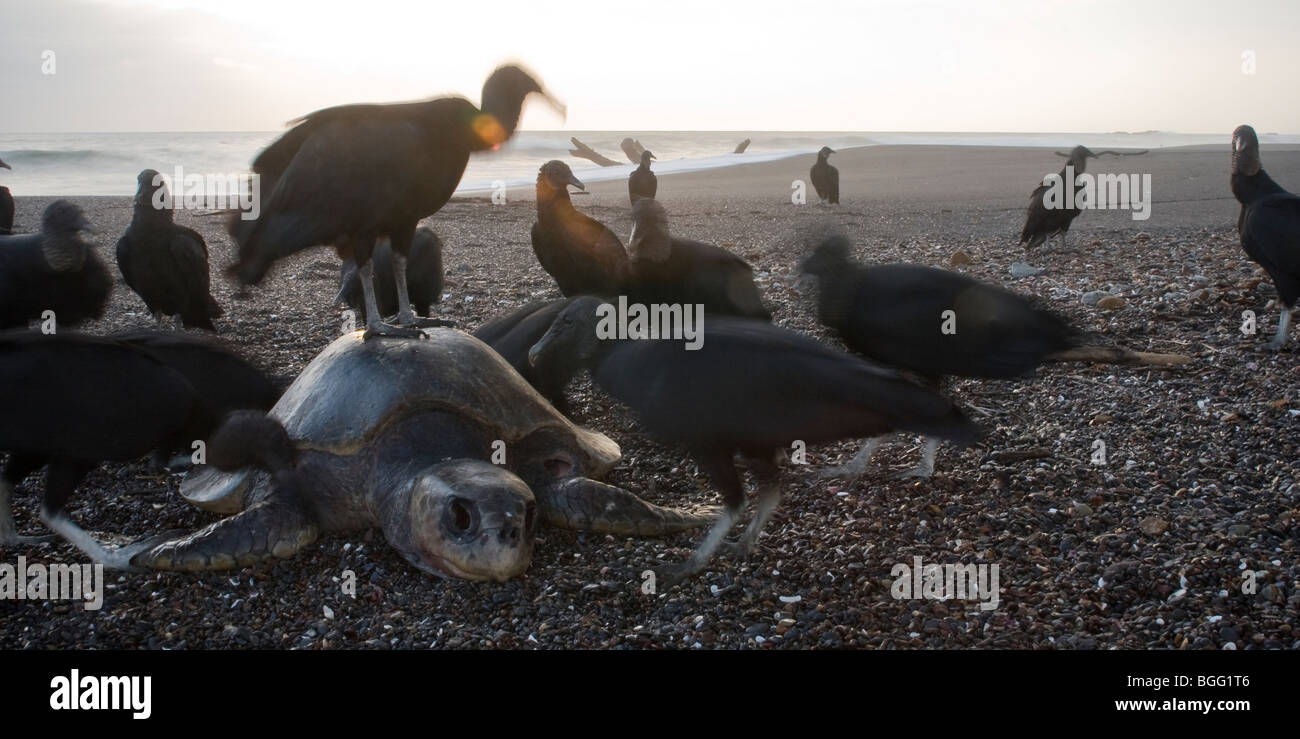 Morts de tortues olivâtres (Lepidochelys olivacea) d'être mangées par les vautours noirs au Costa Rica. Banque D'Images