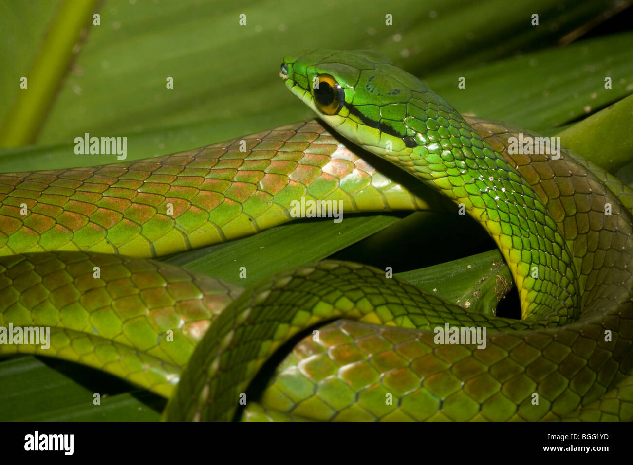 Composer's Parrot (serpent) depressirostris Leptophis in lowland rainforest néotropicale. Banque D'Images