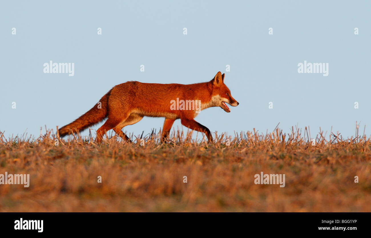 Le Renard roux Vulpes vulpes autour de la lumière du matin Banque D'Images