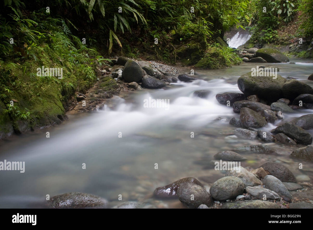 Luxuriante forêt tropicale et de la chute d'eau. Photographié dans le Darien, le Panama. Banque D'Images