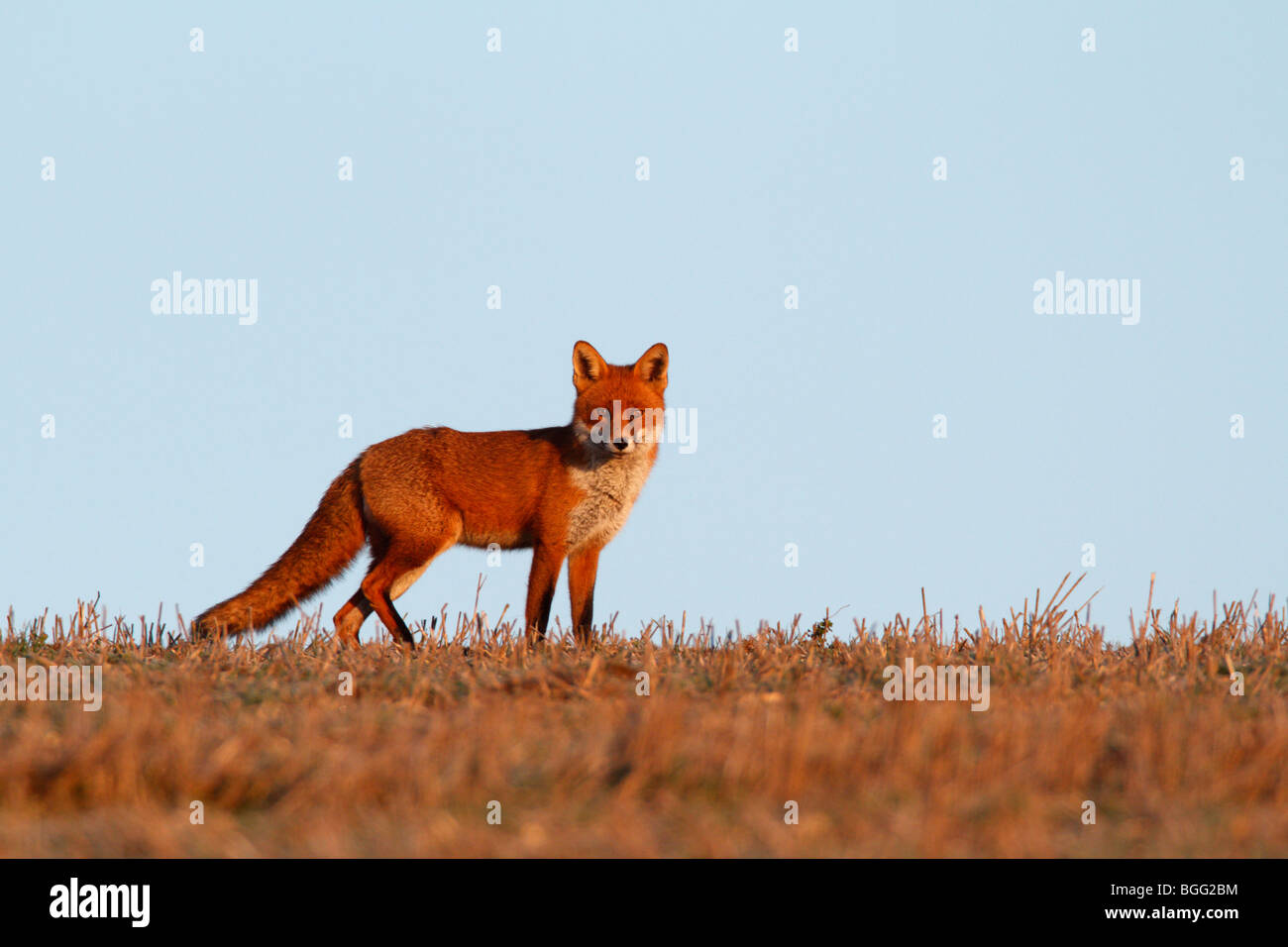 Le Renard roux Vulpes vulpes early morning light rechercher Banque D'Images