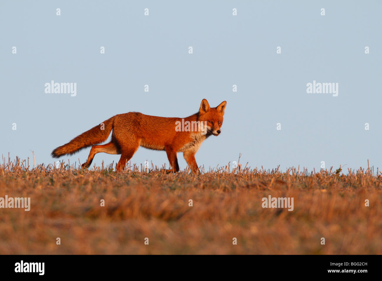 Le Renard roux Vulpes vulpes early morning light Banque D'Images