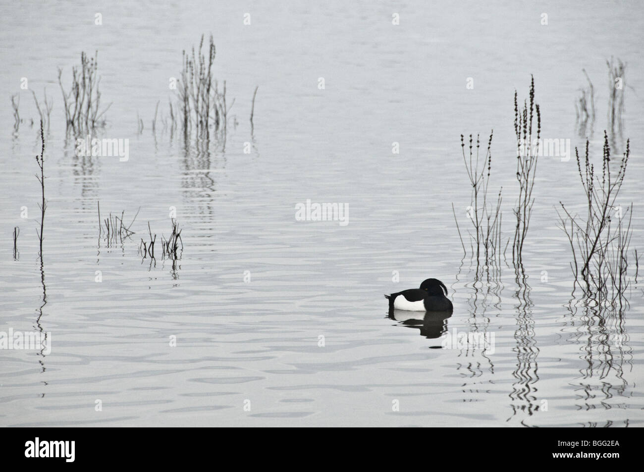 Un mâle Fuligule morillon sur l'eau avec la tête rentrée dans ses plumes des ailes, avec une eau de remplages des tiges de plantes derrière Banque D'Images
